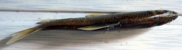 Imagem de Opsariichthys uncirostris (Temminck & Schlegel 1846)