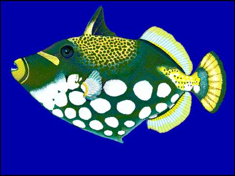 Image of clown triggerfish