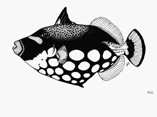 Image of clown triggerfish