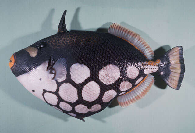 Image of clown triggerfish