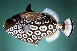 Image of clown triggerfish