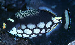 Image of clown triggerfish