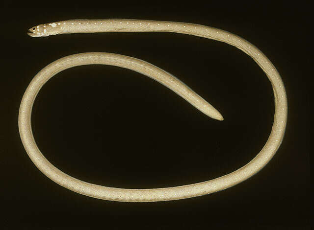 Image of Speckled garden eel