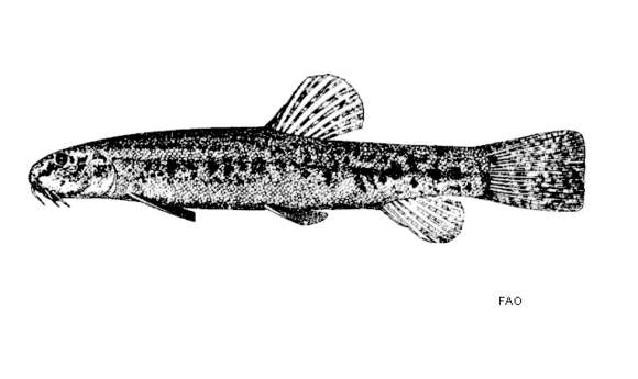 Image of Lepidocephalichthys