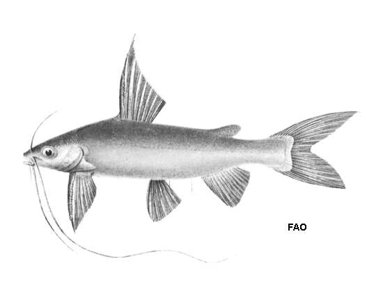 Plancia ëd Mystus wolffii (Bleeker 1851)