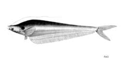 Image of Long-barbel sheatfish