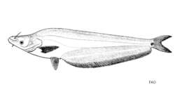Image of Phalacronotus micronemus (Bleeker 1846)