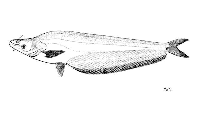 Image of Phalacronotus micronemus (Bleeker 1846)