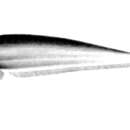 Sivun Micronema hexapterus (Bleeker 1851) kuva