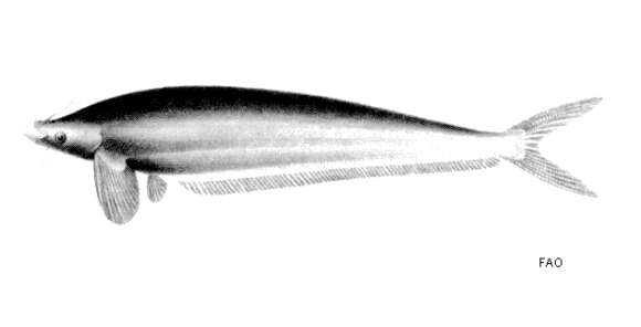 Sivun Micronema hexapterus (Bleeker 1851) kuva