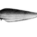 Image of Kryptopterus schilbeides (Bleeker 1858)