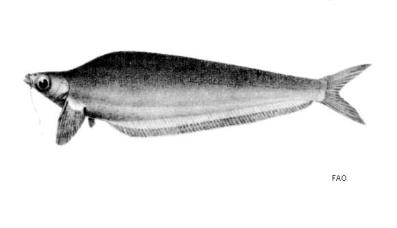 Image of Kryptopterus schilbeides (Bleeker 1858)