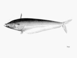 Image of Ompok hypophthalmus (Bleeker 1846)