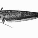 Image of Hasselt&;s leaf catfish