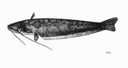 Image of Hasselt&#39;s leaf catfish