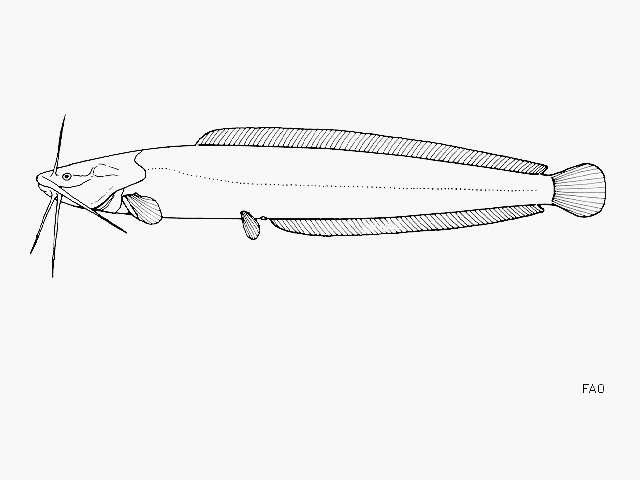 Image of Smooth-head catfish