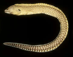 Image of Elegant moray