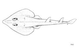 Image of Annandale&#39;s guitarfish