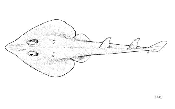 Image of Annandale&#39;s guitarfish