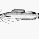 Imagem de Heterobranchus longifilis Valenciennes 1840