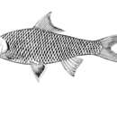 Image of Scaphiodonichthys burmanicus Vinciguerra 1890