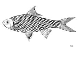 Image of Scaphiodonichthys