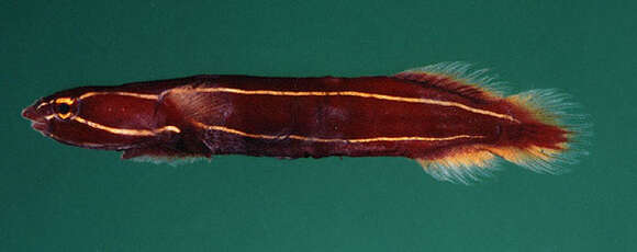 Слика од Lepadichthys lineatus Briggs 1966