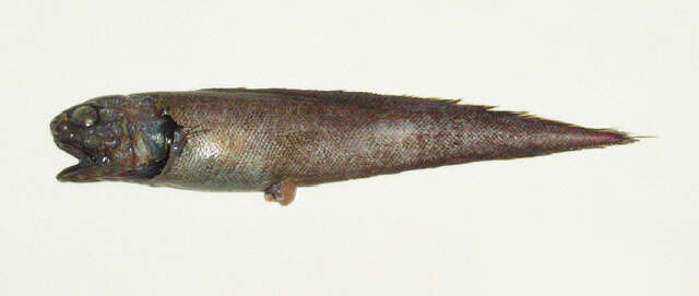 Image of Monomitopus kumae Jordan & Hubbs 1925