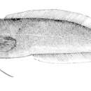 Imagem de Diancistrus erythraeus (Fowler 1946)