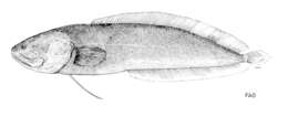 Image of Red viviparous brotula