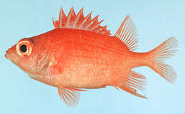 Image of Bigscale squirrelfish