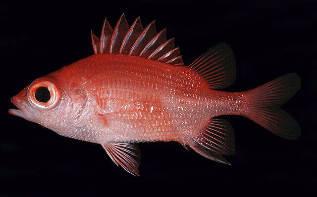 Image of Bigscale squirrelfish