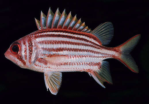 Image of Seychelles squirrelfish