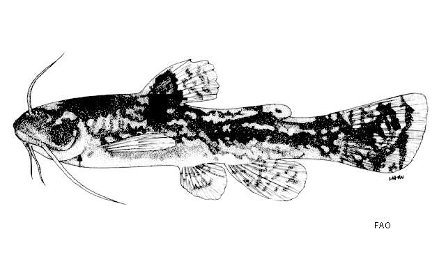 Image of Acrochordonichthys rugosus (Bleeker 1846)