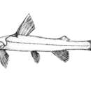 Image of Pseudobagarius macronemus (Bleeker 1860)