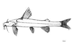 Image of Pseudobagarius macronemus (Bleeker 1860)