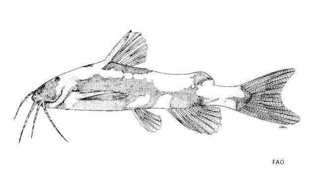 Imagem de Akysis variegatus (Bleeker 1846)