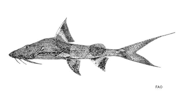 Image of Goonch Catfish