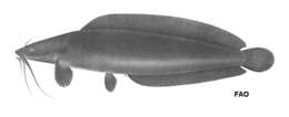 Image of Blackskin catfish