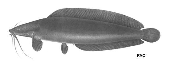 Image of Blackskin catfish