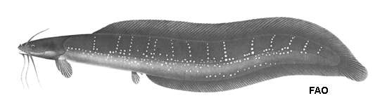 Image of Slender Walking Catfish