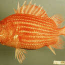 Image of Highfin soldierfish