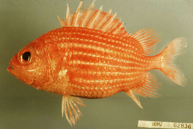 Image of Highfin soldierfish
