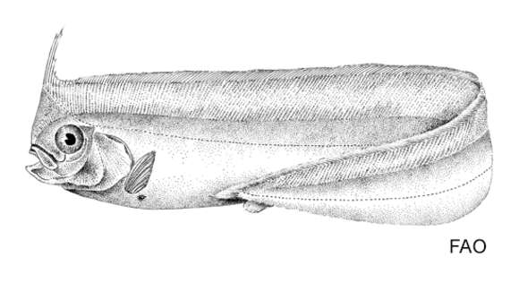 Image de Lophotus capellei Temminck & Schlegel 1845