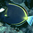 Image of Japan surgeonfish