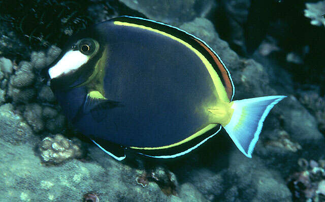 Image of Japan surgeonfish