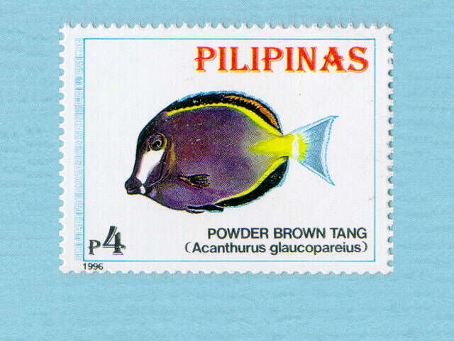 Image of Japan surgeonfish