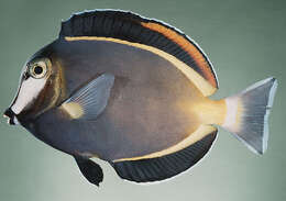 Image of Japan surgeonfish