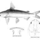 Sivun Arius leptonotacanthus Bleeker 1849 kuva