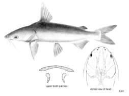 Image of Arius leptonotacanthus Bleeker 1849